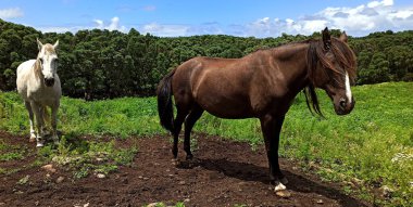 Çitin arkasında beyaz ve kahverengi bir at cephanesiz iş yapar.