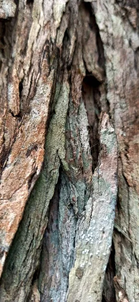 Texture Expressive Écorce Arbre Après Pluie Une Île Milieu Océan — Photo