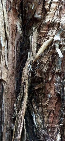 Expressive Texture Tree Bark Rain Island Middle Atlantic Ocean — Stock Photo, Image