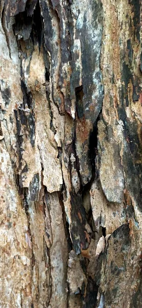 Textura Expressiva Casca Árvore Após Chuva Uma Ilha Meio Oceano — Fotografia de Stock