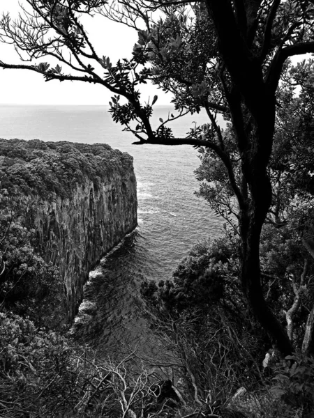 Άποψη Του Ακρωτηρίου Από Νησί Τερσέιρα Μέσα Από Πυκνή Βλάστηση — Φωτογραφία Αρχείου