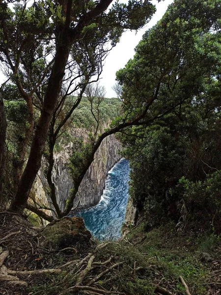 Utsikt Från Terceira Island Mot Havet Genom Och Genom Vegetationen — Stockfoto