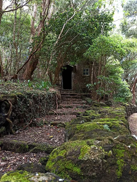Eski Bir Merdiven Evi Yolun Yakınındaki Ormanın Eteklerinde Farklı Bitki — Stok fotoğraf