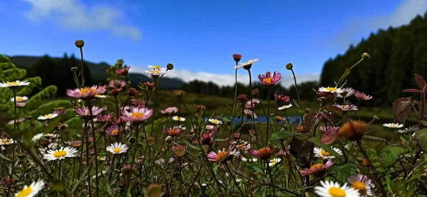 Flores Silvestres Contra Cielo Árboles Lugar Desierto Isla Terceira Las — Foto de Stock