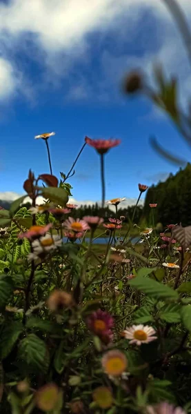 Wilde Bloemen Tegen Lucht Bomen Een Verlaten Plek Het Eiland — Stockfoto