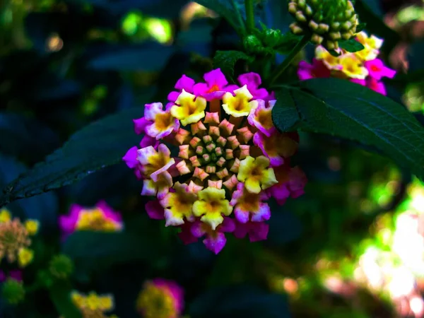 Arbusto Flores Color Rosa Brillante Sobre Fondo Hojas Verdes Hierba —  Fotos de Stock