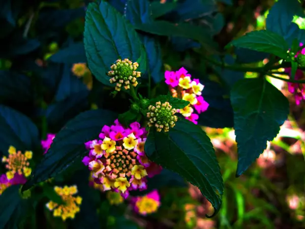 Arbusto Flores Rosa Brilhantes Contra Fundo Folhas Verdes Papel Parede — Fotografia de Stock