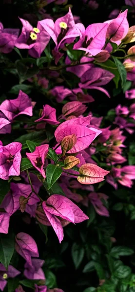 Arbusto Flores Rosa Brilhantes Contra Fundo Folhas Verdes Papel Parede — Fotografia de Stock