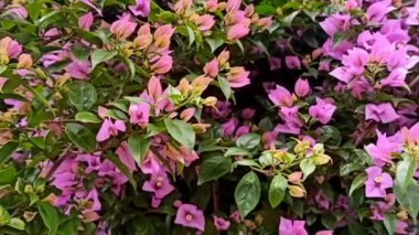 Ormandaki yol kenarındaki otlar ve çiçekler, nasıl hareket ettiğinin videosu, Azores Terceira Adası, Haziran 2022