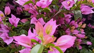 Ormandaki yol kenarındaki otlar ve çiçekler, nasıl hareket ettiğinin videosu, Azores Terceira Adası, Haziran 2022