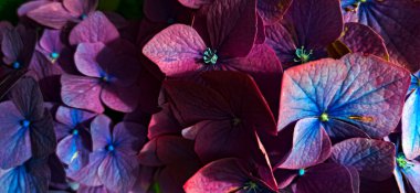 Çiçeklenmelerinin zirvesindeki çok renkli çiçekler yeşilliğin arka planına karşı fotoğraf Atlantik Okyanusu 'nda bulunan Terceira adasında çekildi..