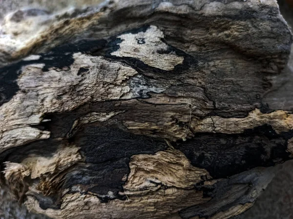 Vieux Morceaux Bois Consommés Par Les Termites Écorce Arbre Texture — Photo