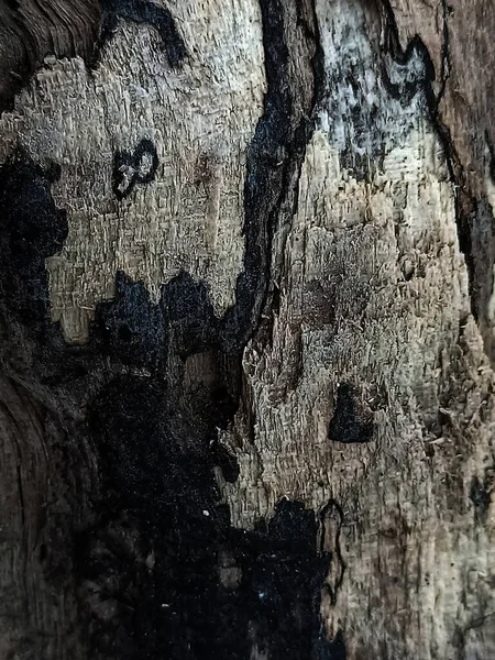 被白蚁 树皮和木质部吃掉的旧木片 这些木片中的一些在水里呆了很久 — 图库照片