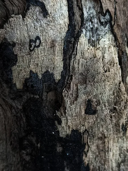 Old pieces of wood eaten by termites, Tree bark and Wood texture. Some of these pieces of wood were in the water for a long time.