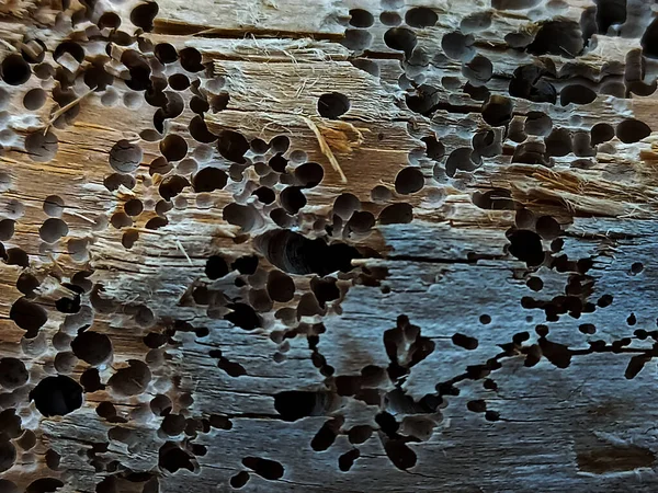 Old Pieces Wood Eaten Termites Tree Bark Wood Texture Some — Fotografia de Stock