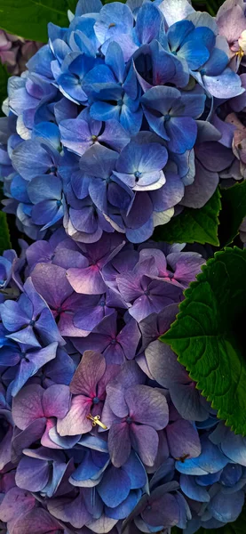 Different Multi Colored Flowers Peak Flowering Backdrop Greenery Photo Taken — Fotografia de Stock