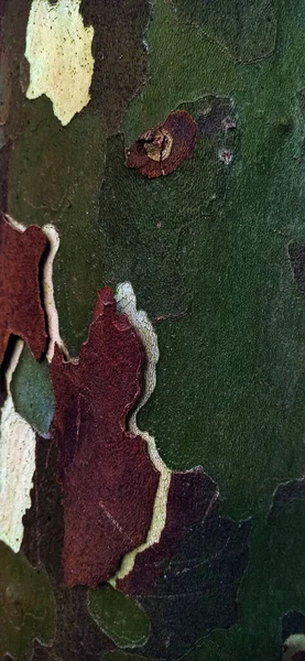 Velhos Pedaços Madeira Comidos Por Cupins Casca Árvore Textura Madeira — Fotografia de Stock