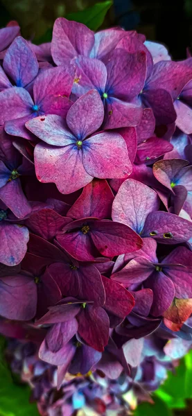 Çiçeklenmelerinin Zirvesindeki Çok Renkli Çiçekler Yeşilliğin Arka Planına Karşı Fotoğraf — Stok fotoğraf