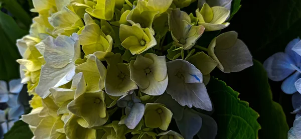 Different Multi Colored Flowers Peak Flowering Backdrop Greenery Photo Taken — Fotografia de Stock