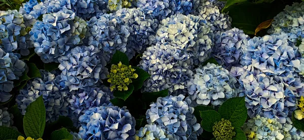 Different Multi Colored Flowers Peak Flowering Backdrop Greenery Photo Taken — Stock Photo, Image