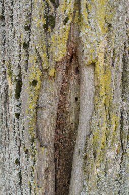 Rumegus si bucati de lemn in lucru