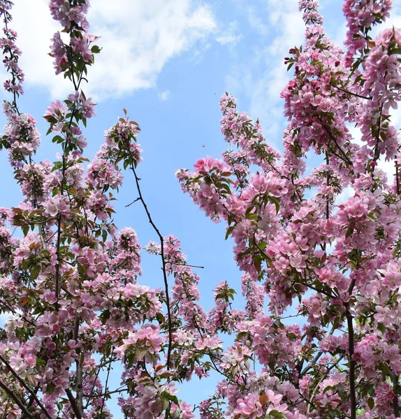 Rumegus si bucati de lemn in lucru