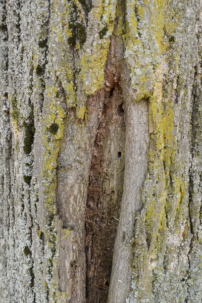 Rumegus si bucati de lemn in lucru