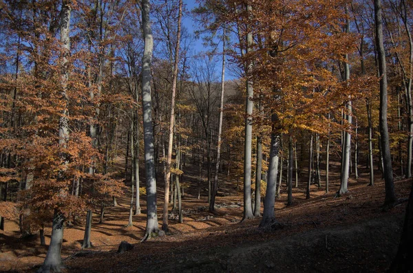 最后一个阳光灿烂的秋天森林 — 图库照片