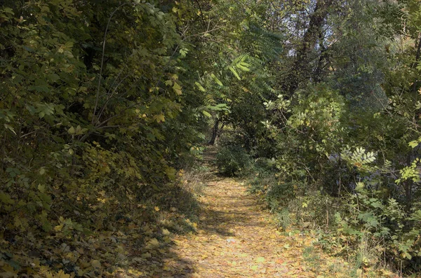 Derniers Jours Ensoleillés Forêt Automne Lumineux — Photo