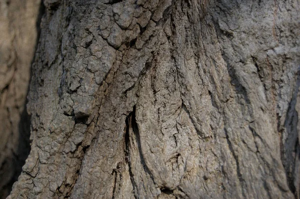 Últimos Días Soleados Brillante Bosque Otoñal — Foto de Stock