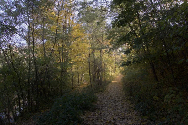 Sista Soliga Dagarna Ljusa Höstskogen — Stockfoto