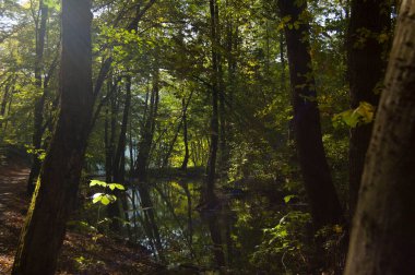 Yeşil ağaçlar, bitkiler ve yapraklar.