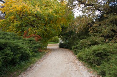 Kırsal kesimdeki bir ormandan geçen bir yol.