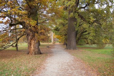 Bir şehir parkında patika