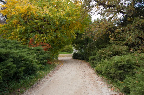 Kırsal kesimdeki bir ormandan geçen bir yol.