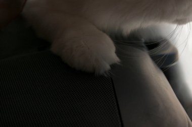 Kanepede uzanmış siyah bir köpeğin yakın plan fotoğrafı.