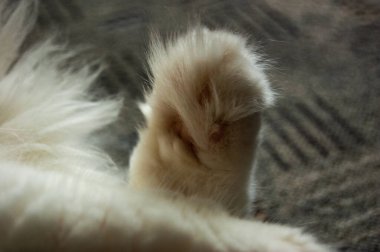 Kanepede sevimli tüylü kedi var.