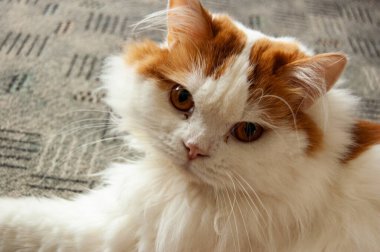 kırmızı gözleri ile kırmızı kedi