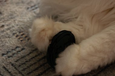 Siyah arka planda beyaz kedi