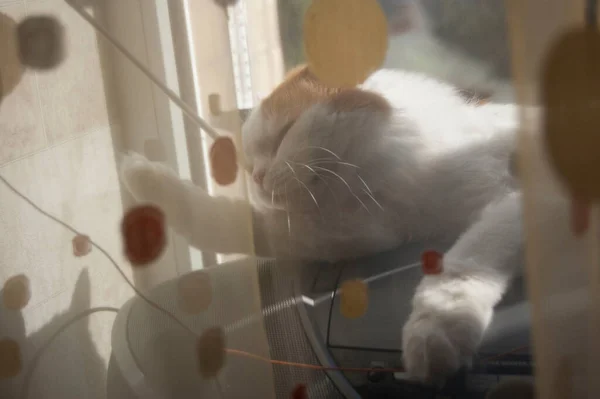 Cat White Kitten Window — Foto de Stock