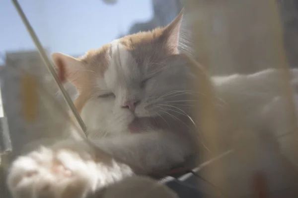 Кіт Спить Підлозі — стокове фото