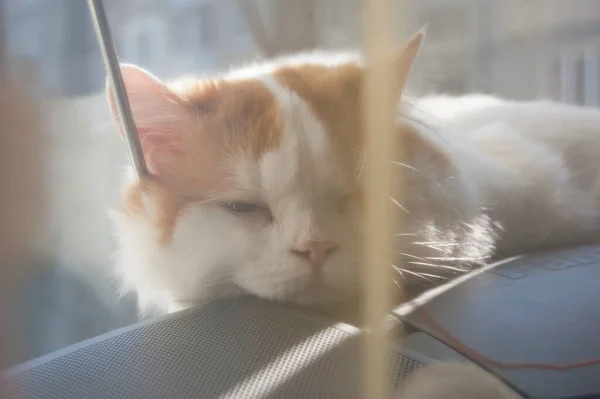 Cat Lying Radio — Foto de Stock
