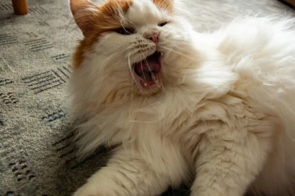 Gato Com Cabelo Macio Branco — Fotografia de Stock