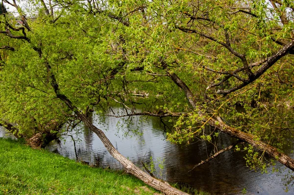 Ormanın güzel manzarası
