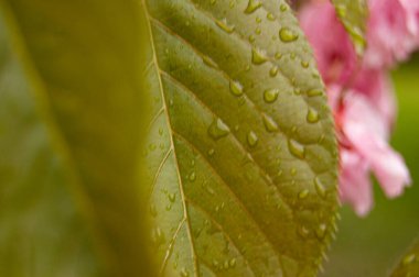 Bir bitkinin yaprağını kapat.