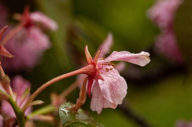 Güzel botanik fotoğrafı, doğal duvar kağıdı.