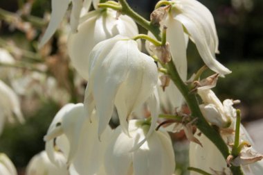 Bahçedeki beyaz manolya çiçekleri