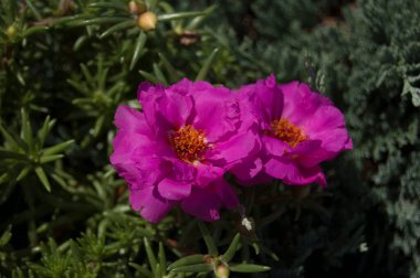 Bahçedeki güzel çiçekler