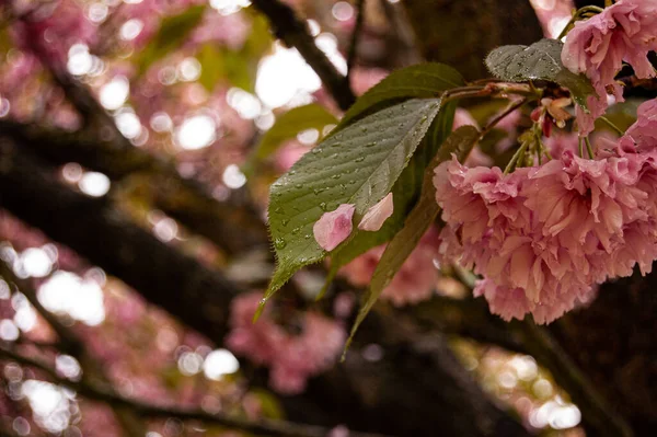 Beautiful Pink Flowers Garden — Stock Photo, Image