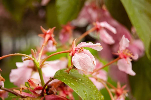 Güzel botanik fotoğrafı, doğal duvar kağıdı.